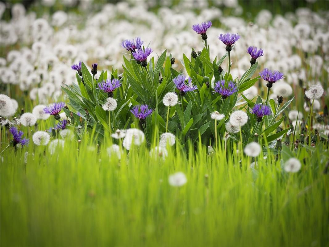 Blaue Insel umringt von Pusteblumen. Von Franz Weiß aus Rottenburg/Hailfingen.