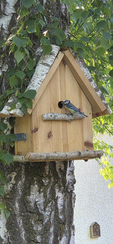 Blaumeise im Anflug zur Fütterung im selbst gebauten Nistkasten auf unserem Hof....