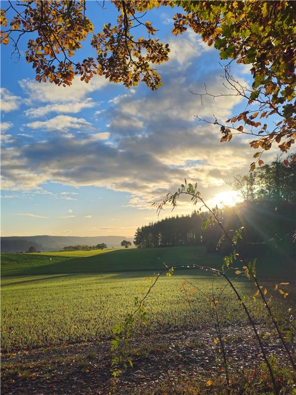 Blick auf Herrenberg vom Waldrand. Von Eva Althoff-Nüßle aus Herrenberg.