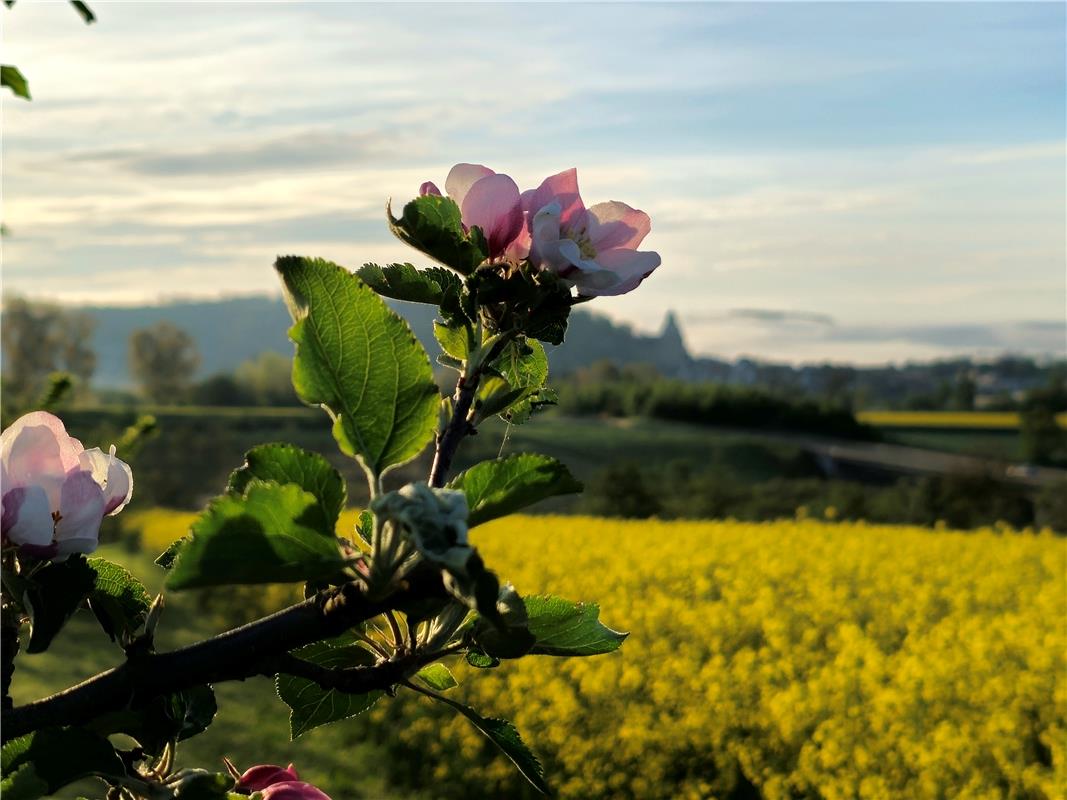 Blick vom Feldweg zwischen Herrenberg und Kuppingen auf die Stiftskirche. Von Ev...