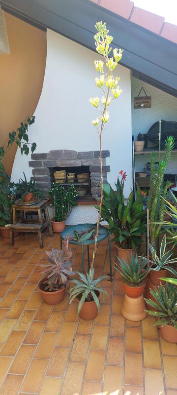 Blühende Agave – gesehen in Kuppingen.  Von Benjamin Mayer.