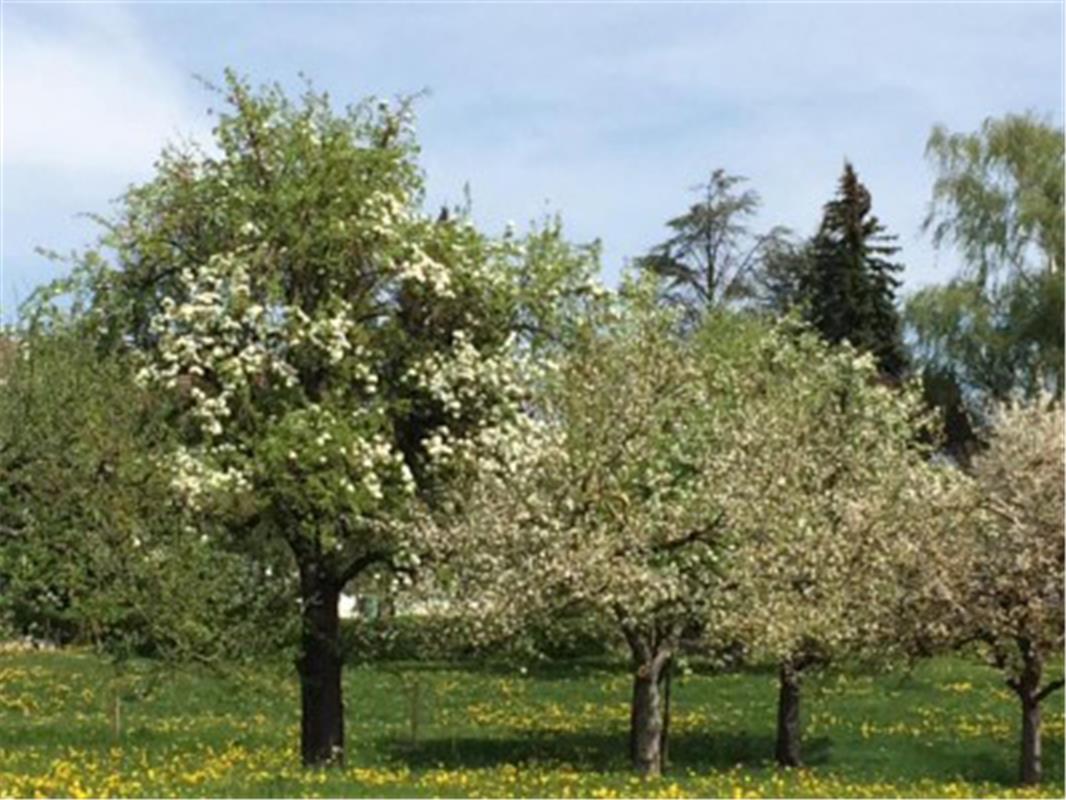 Blühende Bäumeallee zwischen Kuppingen und Oberjesingen. Hochgeladen von Heike W...