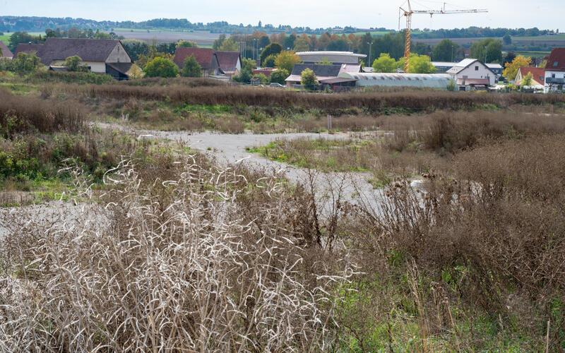 Blühende Landschaften im Baugebiet Gartenäcker – allerdings anders als beabsichtigt. GB-Foto: Vecsey