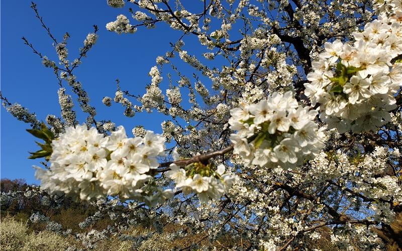 Blütenpracht auf den Streuobstwiesen Blütenpracht auf den Streuobstwiesen