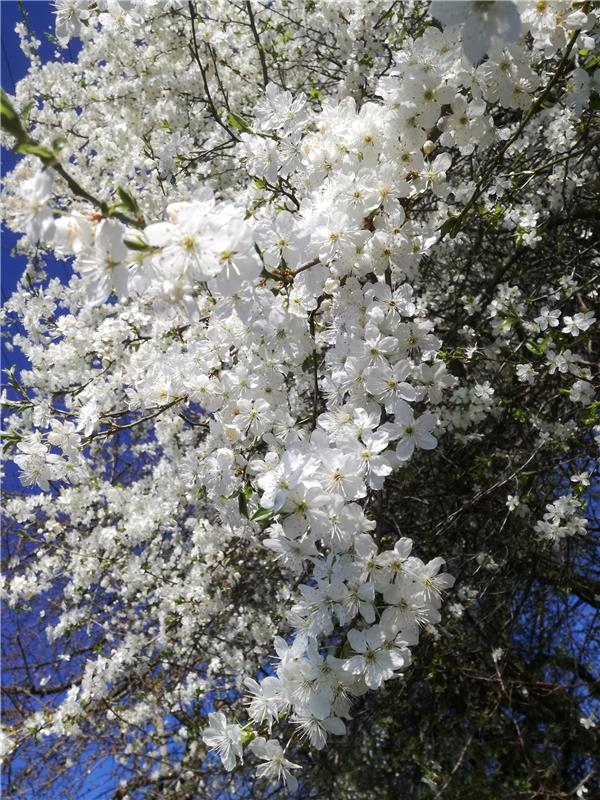 "Blütentraum" hat die Herrenbergerin Hannelore Brose ihr Foto von Baumwiesen zwi...