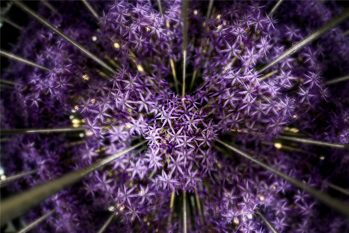 Blumen, Spiegel und Licht.  Von Natalie Politz aus Hildrizhausen.