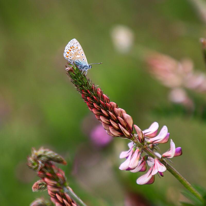 Blumenwiese  Von Natalie Politz aus Hildrizhausen.