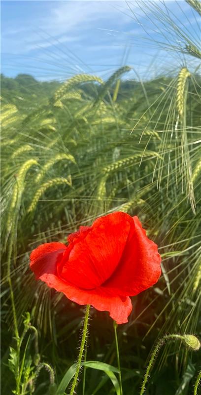 Blutrot blüht der Mohn, im saftig grünen Weizenfeld er da so steht.  Von Rainer ...