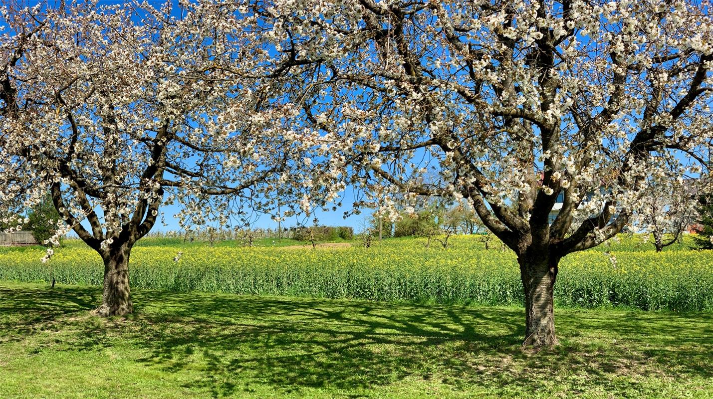 Büten und Schatten – Frühling im Gäu. Von Minja Rollinson aus Gäufelden.