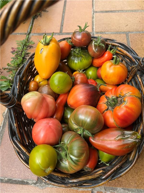 Bunte Tomatenvielfalt. Von Nicole Mönig Gäufelden.