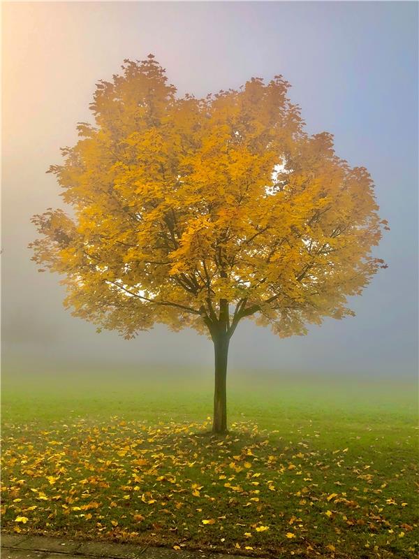 Bunter Herbst mit Nebel.  Von Eckbert Kaiser aus Rottenburg am Neckar.