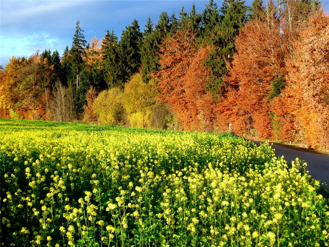 Bunter Herbstwald und blühendes neues Leben. Von Helmut Rohlfing aufgezeichnet a...