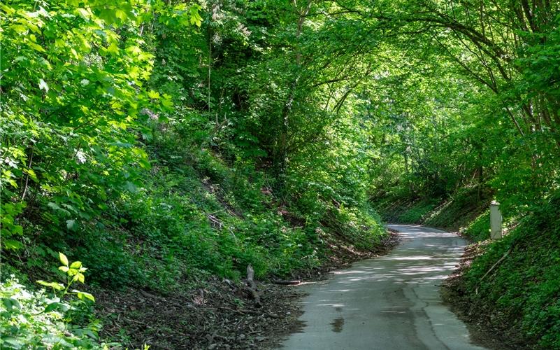Burgsteige: Der grüne Tunnel verbindet das Herrenberger Wohngebiet Kirchhalde mit dem Schlossberg.GB-Foto: Vecsey