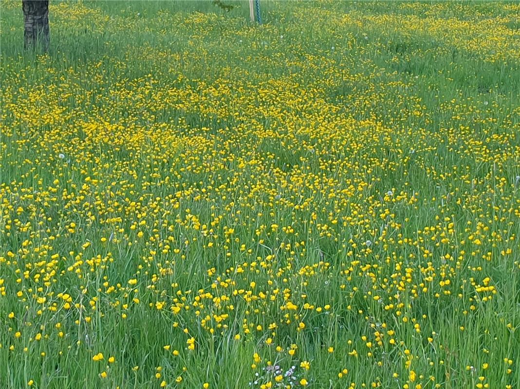 Butterblumen auf den Wiesen in Kayh, soweit das Auge reicht, festgehalten von Ul...