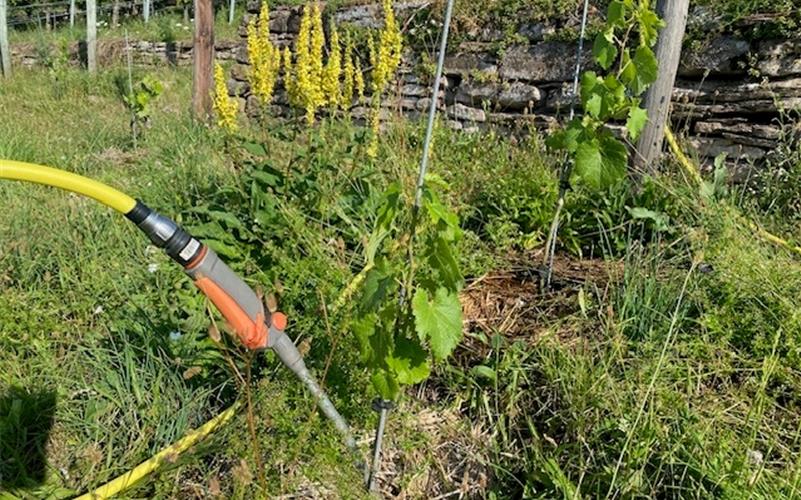 Claudia Schmucker-Arold muss in ihrem Weinberg bei Breitenholz immer wieder bewässern – vor allem die frisch angepflanzten Weinreben. GB-Fotos: gb