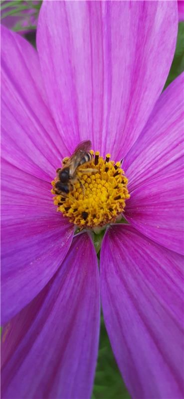 Cosmea hat Blütenbesuch: Andreas Winterhalter aus Herrenberg, hat aufgepasst, da...