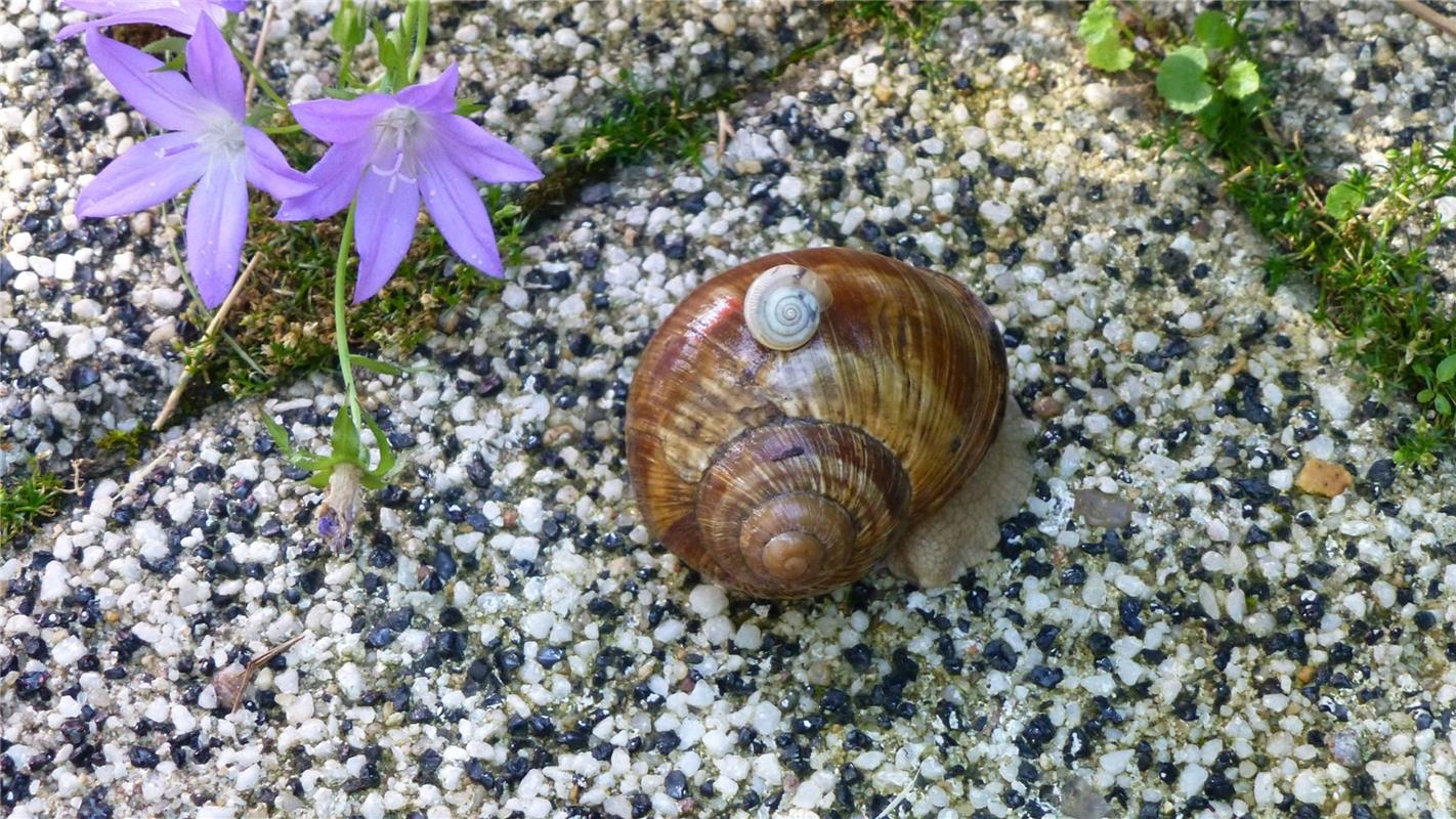 Da haben sich zwei gefunden: Claudia Weik aus Wildberg hat in ihrem Garten eine ...