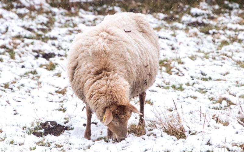 Da hilft ein dickes Fell: ein Schaf im Hamburger Stadtteil Altengamme. Foto: Daniel Bockwoldt/dpa