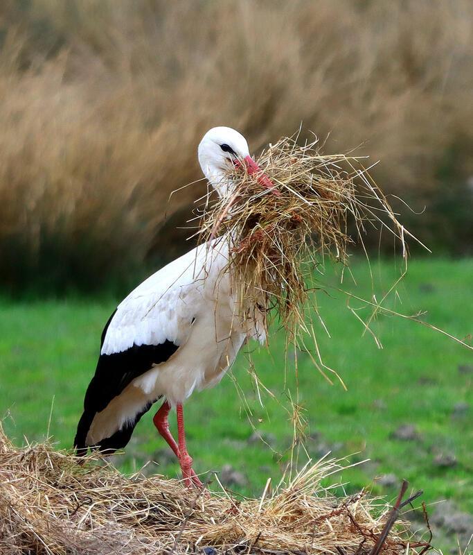 Da ist jemand fleißig beim Nest bauen ...  Von Natalie Politz aus Hildrizhausen.