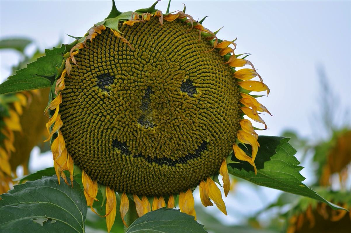 Da lacht die Sonnenblume...!  Von Eckbert Kaiser aus Hailfingen.