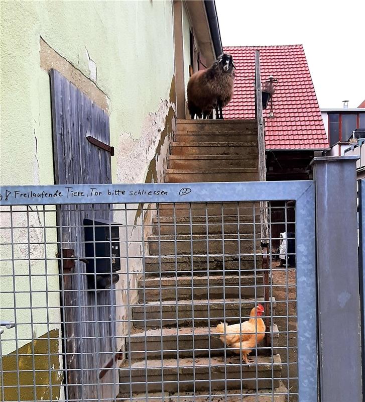 Da möchte doch "JEMAND" hoch hinaus - beim Bummeln entdeckt... Von Doris Süsser ...