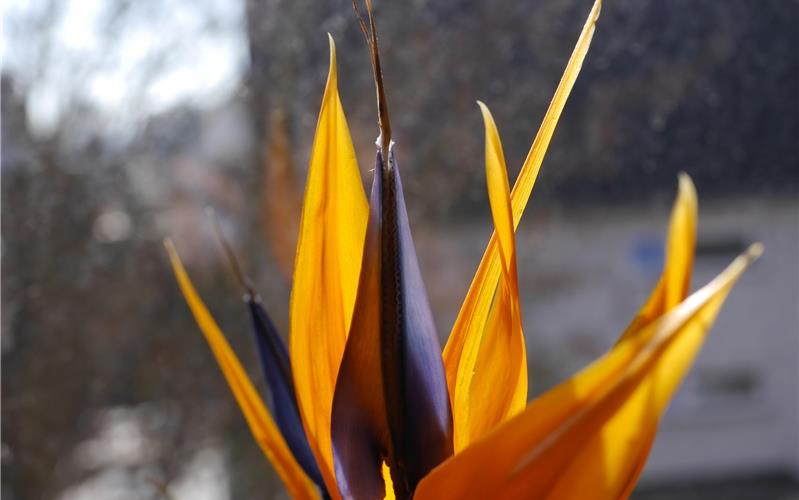 Da will eine unbedingt an die frische Luft