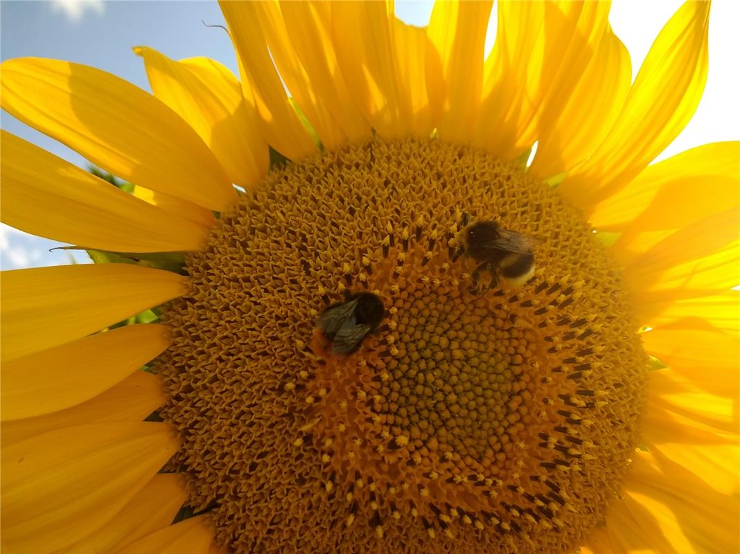 Dagmar Weber aus Herrenberg lacht im Holdergraben der Sommer an