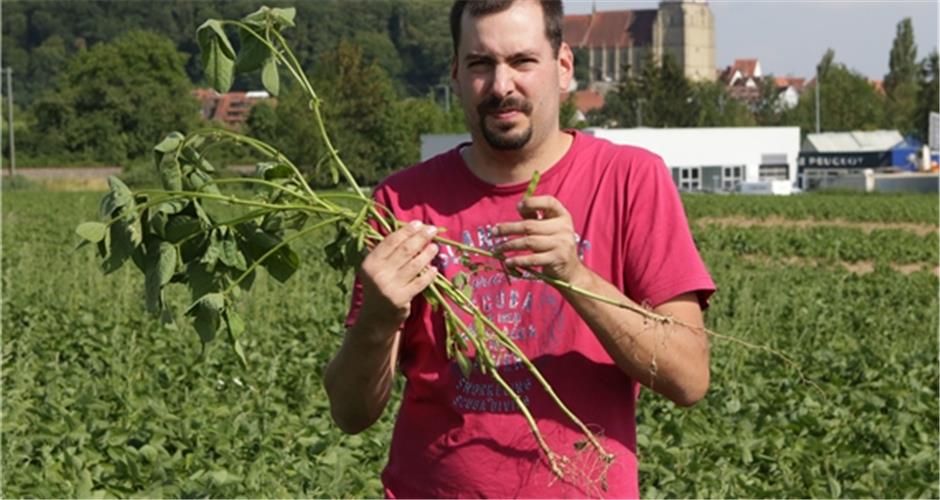 Greening – für mehr Grünland und Vielfalt Daniel Dengler konzentriert sich beim Greening auf den Anbau von Soja-Pflanzen – hier bei Affstätt GB-Foto: Bäuerle