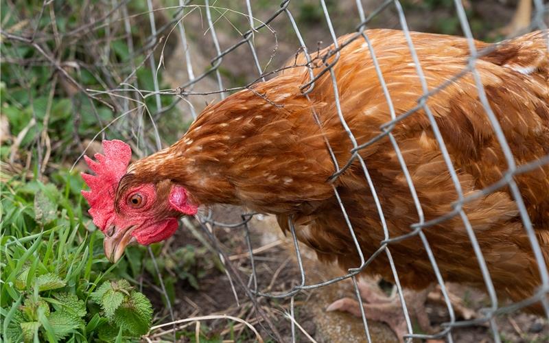 Geflügelpest in Leonberg und Hildrizhausen: Jetzt gilt die Aufstallungspflicht Darf nicht mehr ins Freie: Für Geflügel gilt wegen Vogelgrippe jetzt die AufstalltungspflichtGB-Foto (Archiv): gb