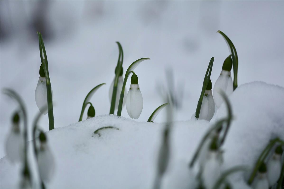 Darum nennt man sie Schneeglöckchen.  Von Eckbert Kaiser aus Hailfingen.