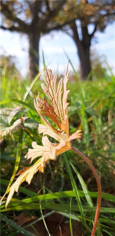 "Das Blatt verneigt sich vor der goldenen Oktobersonne", sagt die Gültsteinerin ...