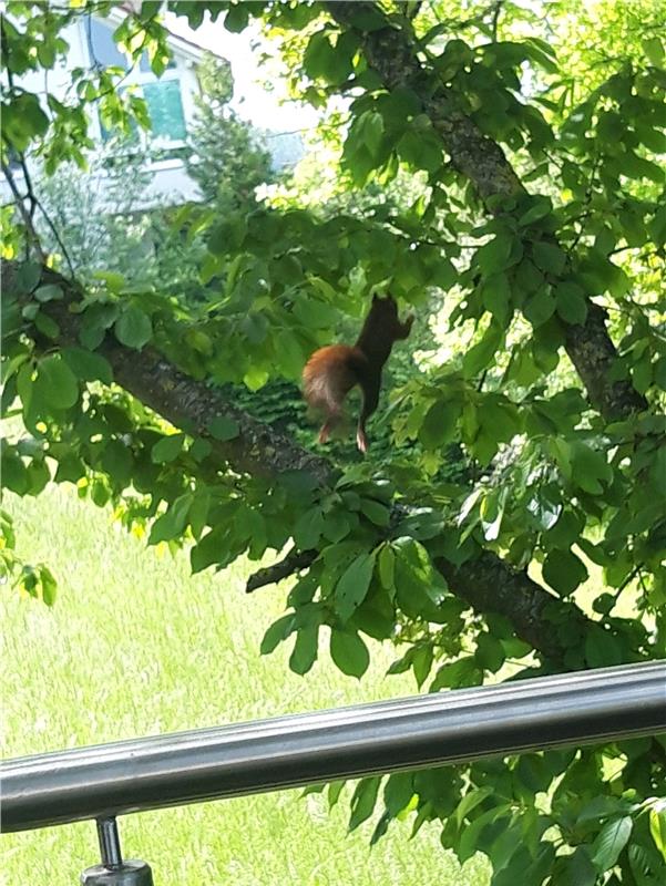 "Das Eichhörnchen ist fast täglich bei uns im Garten auf den Bäumen unterwegs, a...