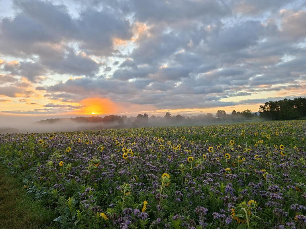 Das Erwachen eines Herbsttages.  Von Christian Bahner aus Hailfingen.