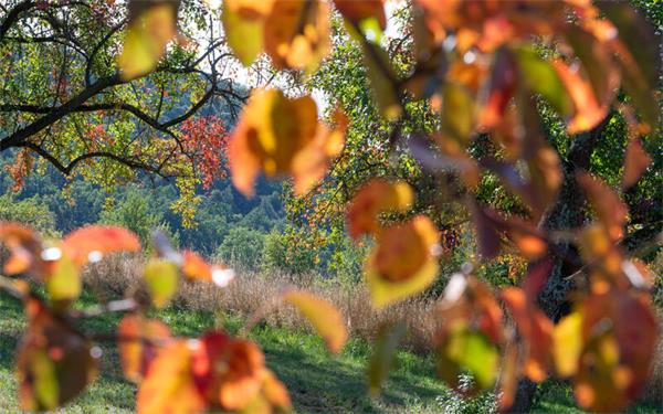 Das Herbstlaub leuchtet in den buntesten Farben (gesehen bei Rohrau)GB-Foto: Vecsey