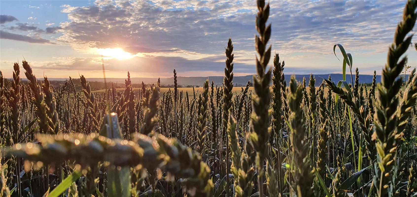 Das Kornfeld im Morgengrauen hat Gabi Brenner bei Kuppingen aufgenommen