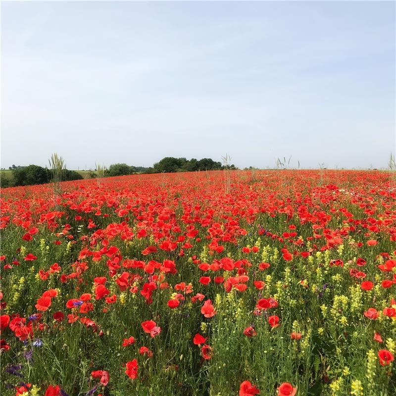 Das Mohnfeld hätte Claude Monet sicherlich inspiriert - fotografiert von Anja Sc...