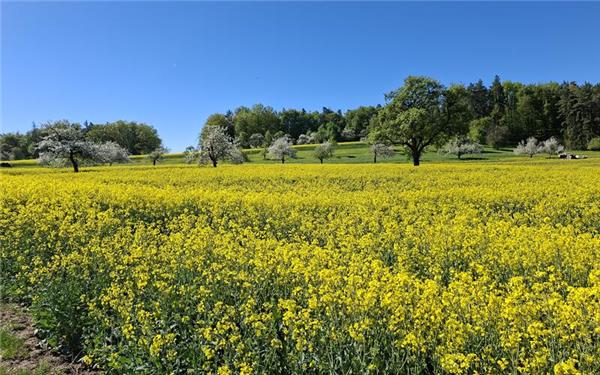 Das Obere Gäu im Blütenkleid (fotografiert von Christian Bahner zwischen Hailfingen und Seebronn)