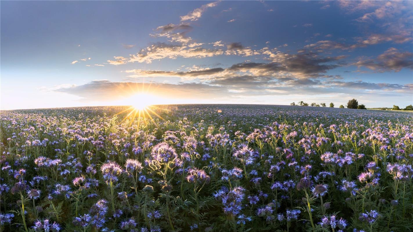 Das Phaceliafeld in Bondorf bei Sonnenuntergang.  Von Sonja Sayer aus Jettingen.