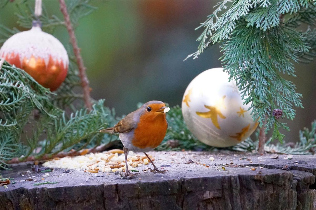 Das Rotkehlchen freut sich schon auf Weihnachten. Es ist zu Besuch bei Sieghard ...