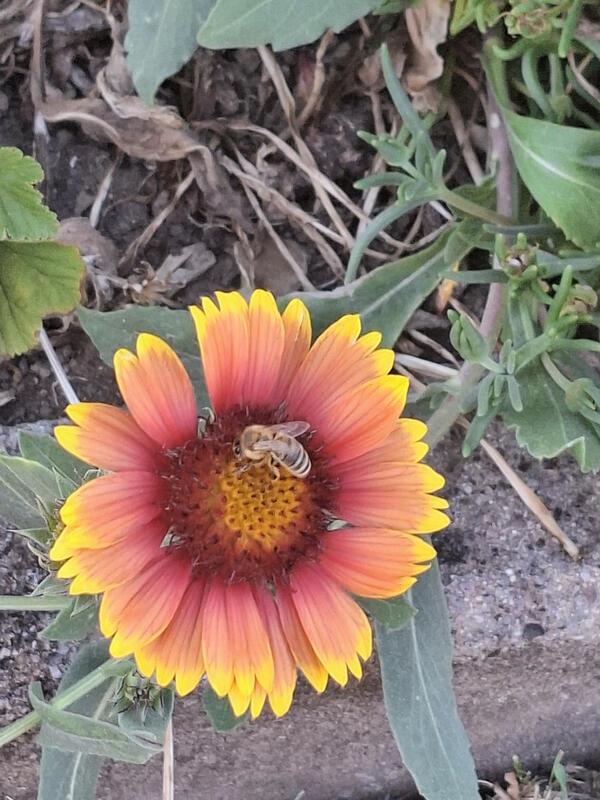 Das fleißige Bienchen ...  Von Maria Tabitha Weisse aus Herrenberg.
