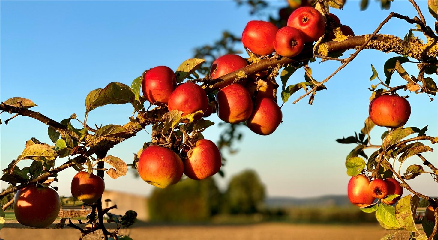 "Das ganze Gäu ist momentan mit vielen schönen leckeren Äpfeln geschmückt", sagt...
