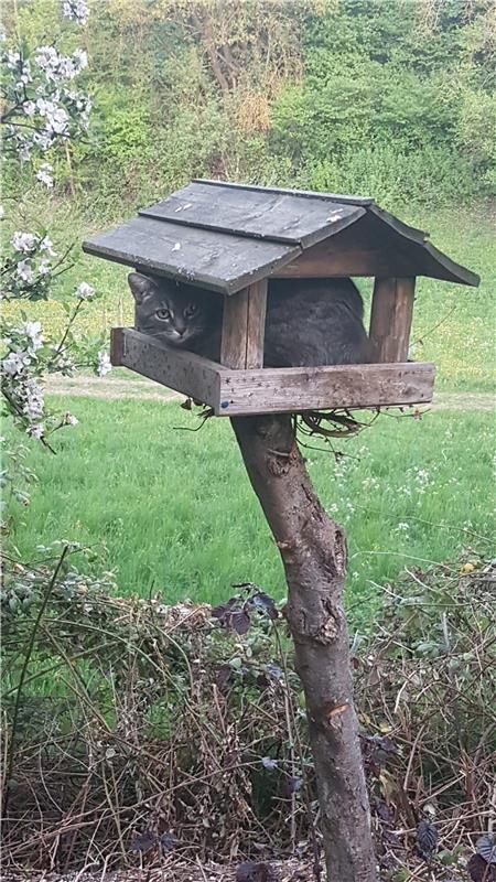 "Das ist unsere Katze,sie  hatte es sich im Vogelhäuschen in unserem Garten bequ...