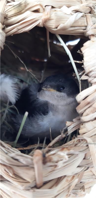 Das kleine Mehlschwälbchen lag in Herrenberg auf den Pflastersteinen. Als ich zw...