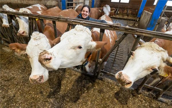 Deborah Haag bei ihren Tieren im Stall. Sie führt den elterlichen Betrieb in Jettingen weiter.GB-Foto: Vecsey