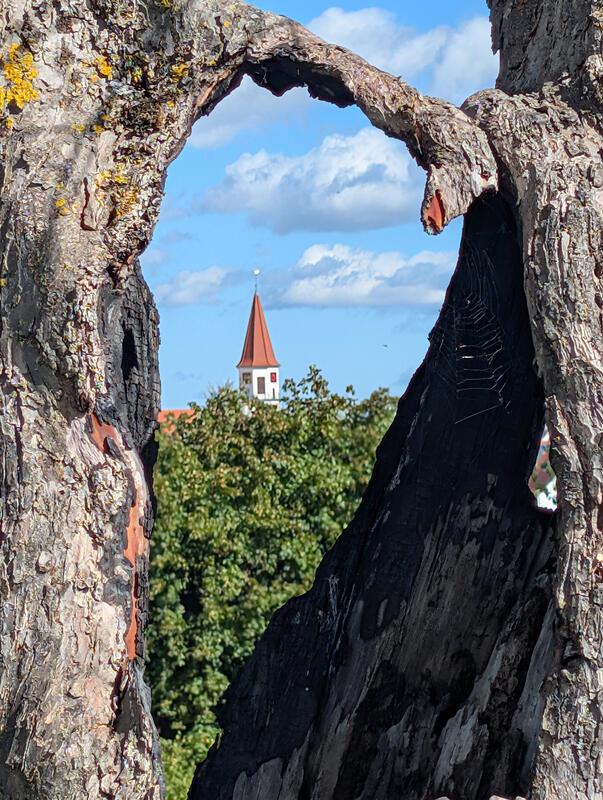 Deckenpfronner Kirchturm im hohlen Apfelbaum.  Von Uli Hafner aus Deckenpfronn.