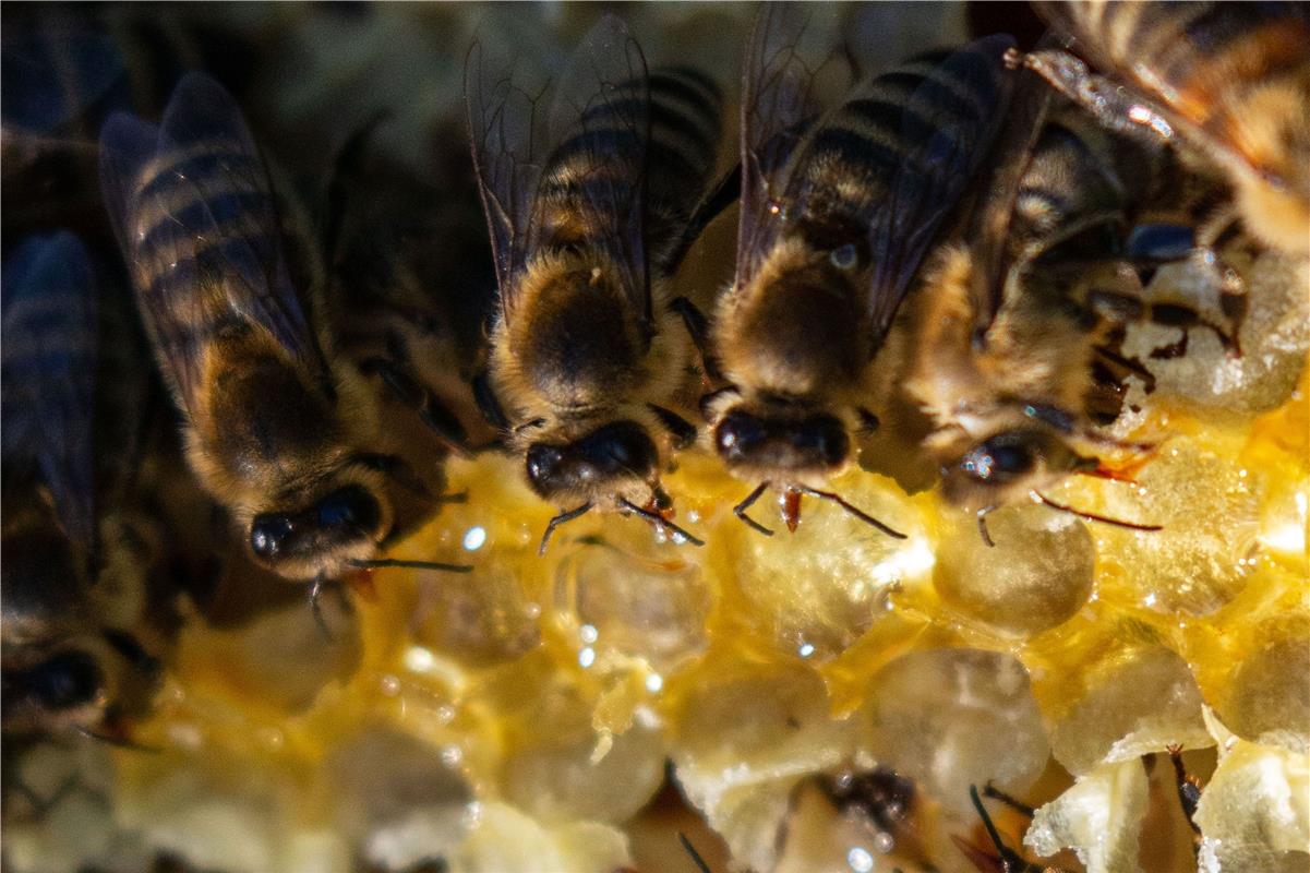 Den Bienen bei der Arbeit schaute Gabi Brenner in Kuppingen zu. 