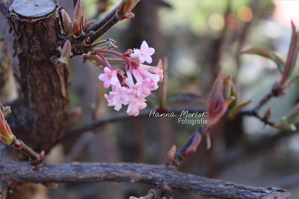 Den Frühling hat die Mötzingerin Hanna Morlok mit diesem Foto stimmungsvoll eing...