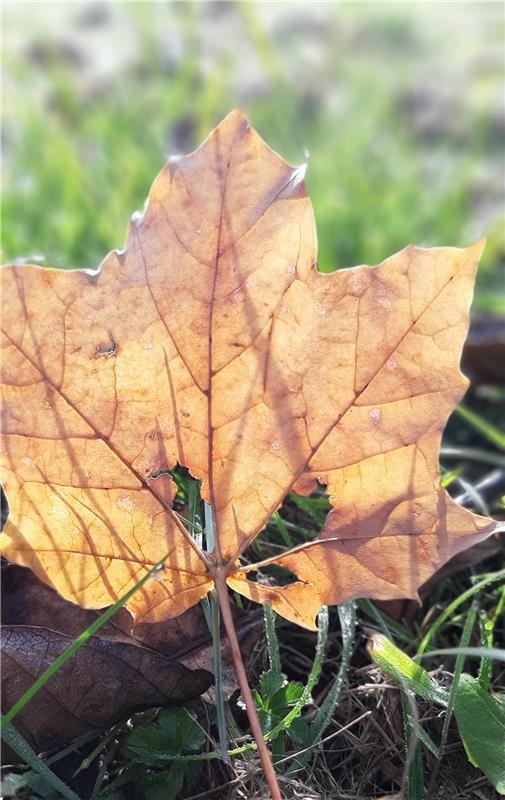 "Den Herbst nochmal mit all' seiner Farbenpracht genießen", möchte Christine Lut...