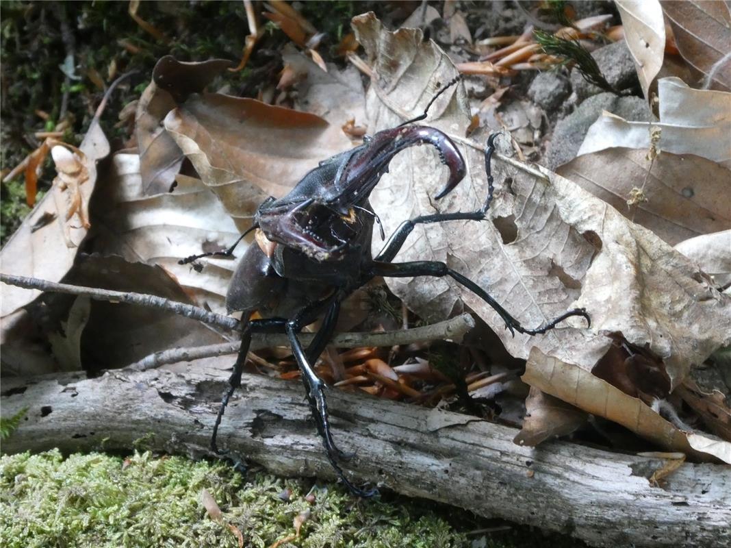 "Den Hirschkäfer in Angriffs-Position habe ich bei der Wanderung zur Burgruine R...