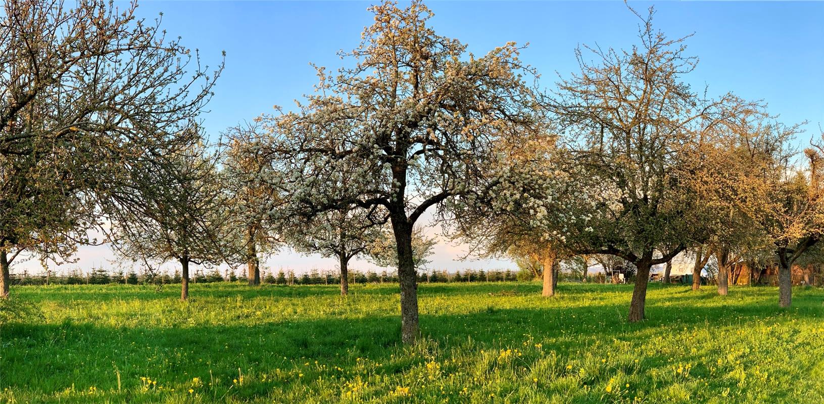 Den prächtigen Frühling genießt Minja Rollinson in Gäufelden.